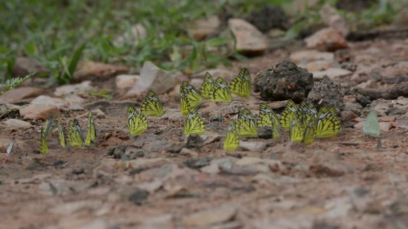 Banho de lama da borboleta