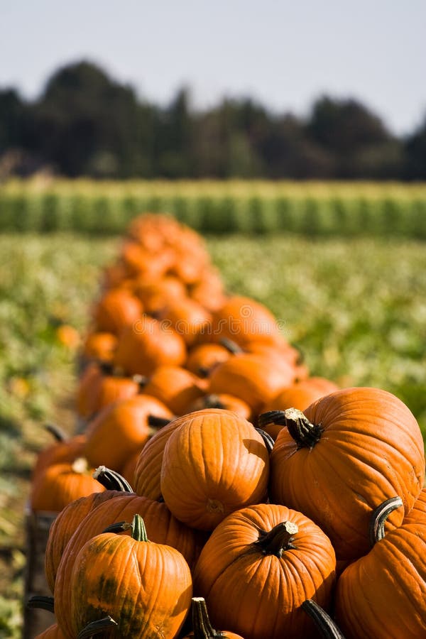 A row of just harvested pumpkins lined up in a field. A row of just harvested pumpkins lined up in a field