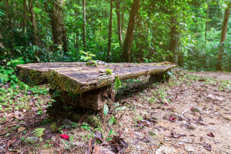 Bank in het hout Een plaats waar u op de manier aan Chong Fa-waterval kunt rusten in de tropische wildernis Thailand, Azi? stock foto's Bank in het hout Een plaats waar u op de manier aan Chong Fa-waterval kunt rusten in de tropische wildernis Thailand, Azi? stock foto's