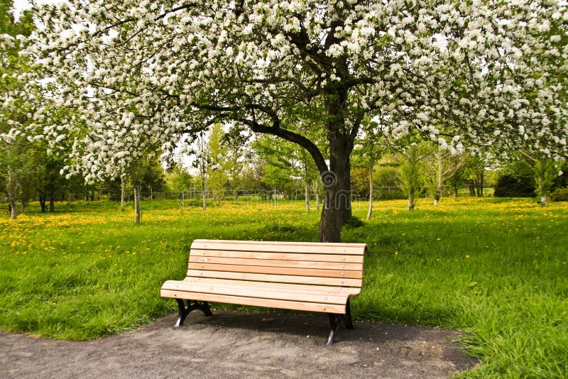 Bank im Park stockbild. Bild von szene, bank, sommer - 10789107