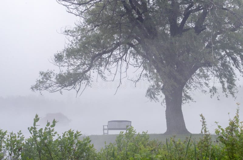 Bank und Weide im Nebel stockbild Bank und Weide im Nebel stockbild