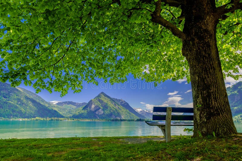 Bank Unter Einem Baum Auf Einem Seeufer Berge Am Hintergrund Stockfoto
