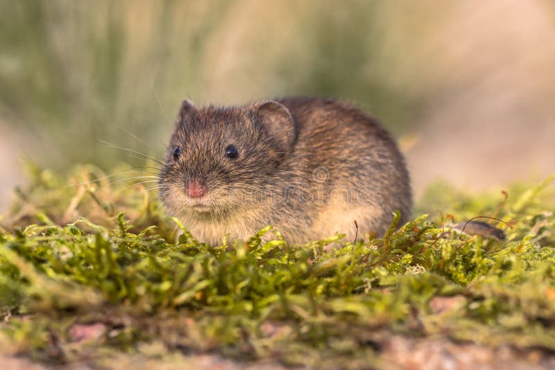 Bank vole looking in natural environment