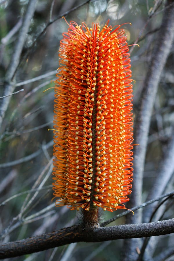 Banksia fotografia de stock royalty free Banksia fotografia de stock royalty free