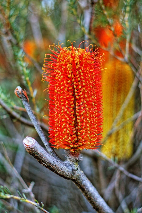 Grevillea Flower stock photo. Image of gardening, honey 12931176