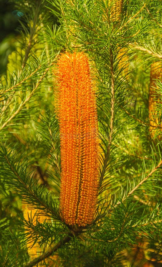 Banksia Spinulosa has beautiful candle like flower heads that appear providing nectar for birds and bees