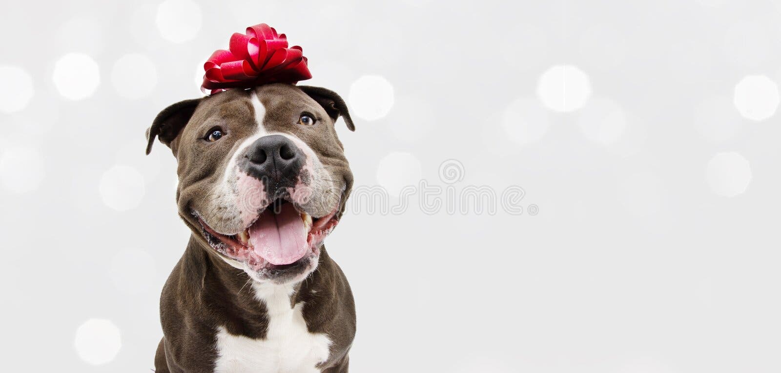 A puppy american bully dog stock image. Image of adorable - 179063305