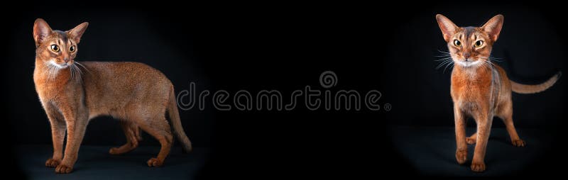 Banner Beautiful Abyssinian cat, looking into the camera, studio portrait on black, standard breed , space for text stock photos