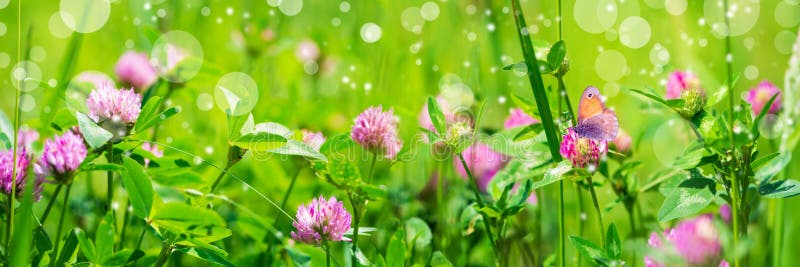 Banner 3:1. Butterfly on purple clover trifolium flower on meadow. Spring nature background. Soft focus