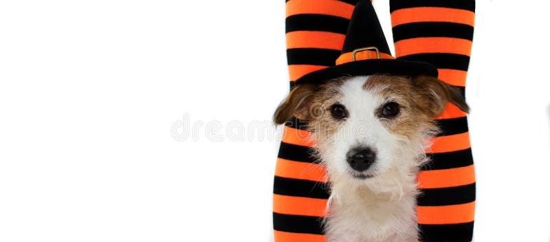 BANNER OF A CUTE HALLOWEEN DOG WEARING A WITCH OR WIZARD HAT SIT stock images BANNER OF A CUTE HALLOWEEN DOG WEARING A WITCH OR WIZARD HAT SIT stock images