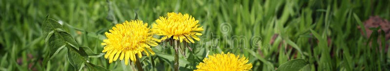 Banner of Dandelion yellow flower growing in spring time