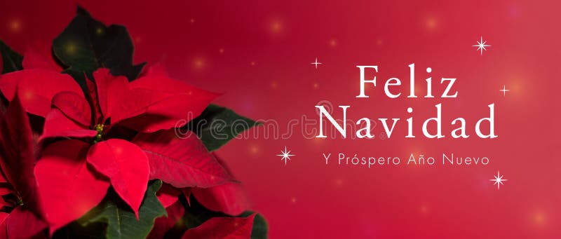 Banner De Feliz Navidad Con Flor De Noche Buena. Stock Image - Image of  florida, construction: 235822705