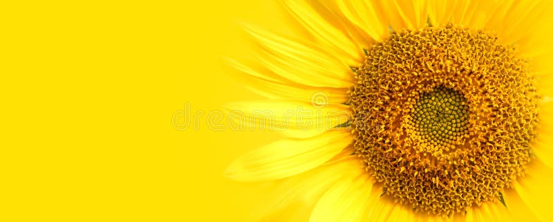 Banner de floarea-soarelui de vară care imprimă detaliile privind floarea-up în raport cu panorama galbenă de fundal royalty free stock images