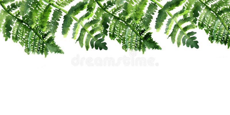 Banner de lÃnea de borde pintado a mano con hojas tropicales verdes y ramas de helechos foto de archivo libre de regalías Banner de lÃnea de borde pintado a mano con hojas tropicales verdes y ramas de helechos foto de archivo libre de regalías