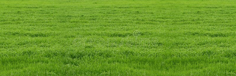 Banner with fresh green grass. Texture of green grass. Background with grass suitable design banners for different sports. Flat lay mockup design