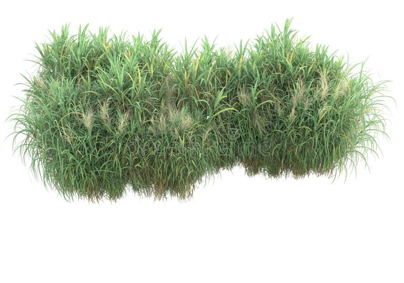 Green surface covered with wild grass and flowers isolated on white and black background for banners. 3d rendering - illustration. Image with no background as additional in PNG format. Green surface covered with wild grass and flowers isolated on white and black background for banners. 3d rendering - illustration. Image with no background as additional in PNG format.