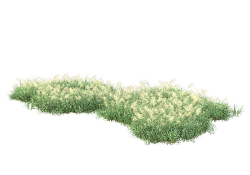 Grass png images