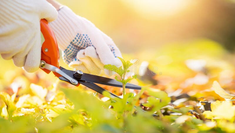 Banner hand gardener woman trimming bushes and shrubs with hedge shears in garden tidy.