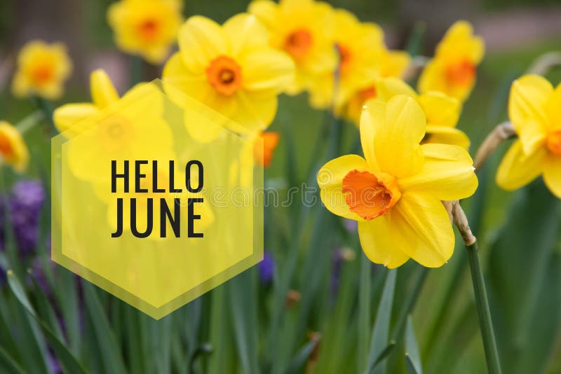 Banner Hello june Nuova stagione Biglietto di benvenuto Foto con fiori Fiori gialli Fiori di primavera narciso di fiori