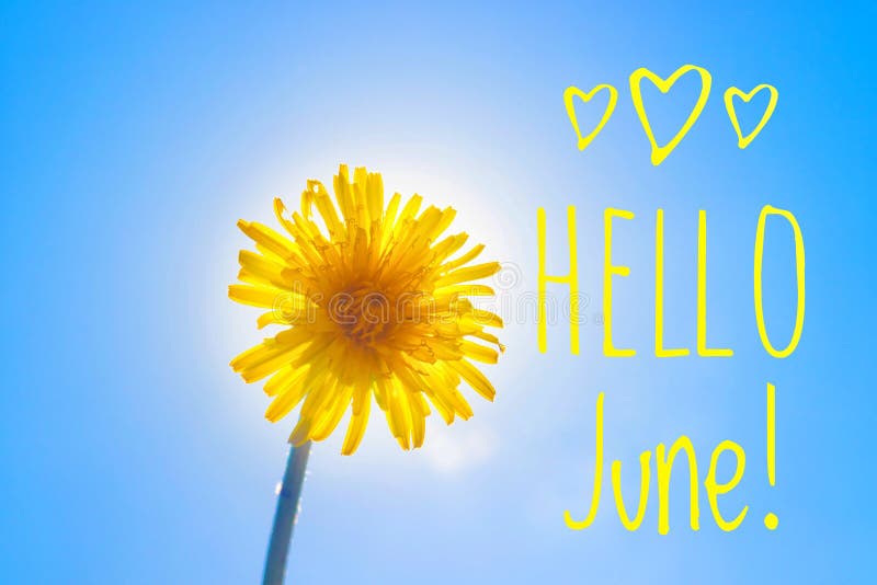 Banner Hello june Nuova stagione Foto con un fiore Fiore giallo Delione gialla contro il cielo azzurro Cielo azzurro