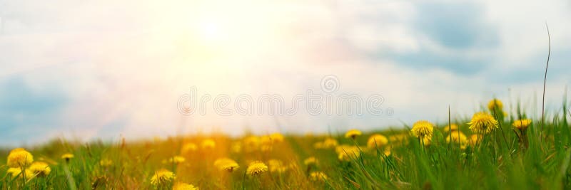 Banner 3:1. Panorama field with yellow dandelions against blue sky and sun beams. Spring background. Soft focus.