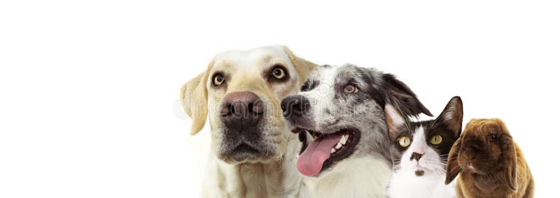 Banner pets.  two dogs side profile of a labrador retriever, cat, rabbit and a happy blue merle border collie looking up. Isolated