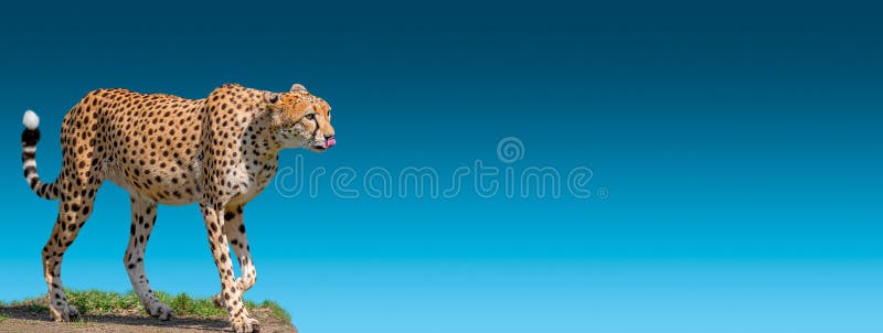 Banner with Portrait of an Adult Strong and Fast African Cheetah on Move  for Prey with Copy Space, Closeup, Details Stock Photo - Image of funny,  closeup: 177817806