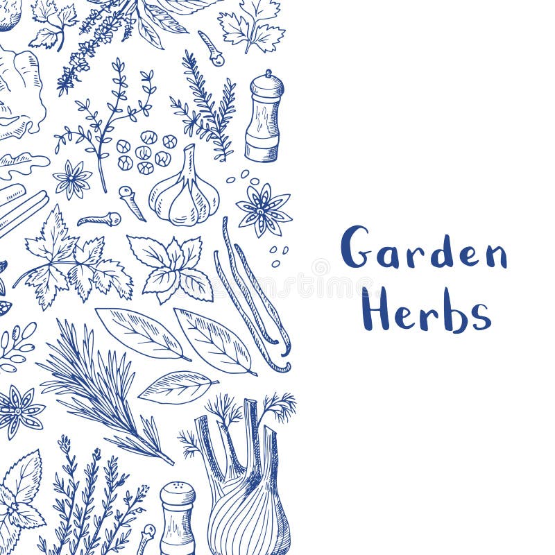 Vector hand drawn herbs and spices background with place for text illustration