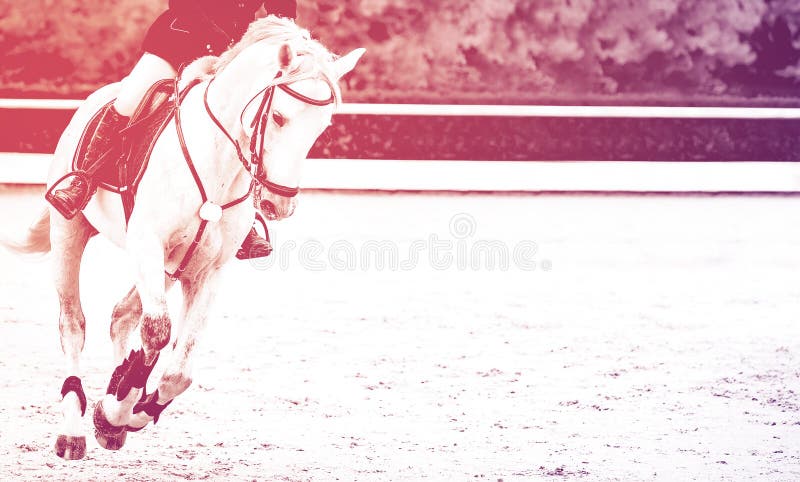 Meia Cara Do Cavalo Branco Que Olha Para a Frente No Salto Da Mostra Ou Na  Competição Do Adestramento, Fundo Verde Do Borrão Imagem de Stock - Imagem  de equestre, vestimenta: 103675209