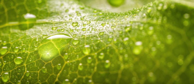 Trên những chiếc lá xanh mướt, những giọt nước trong suốt đánh thức trái tim bạn bằng những cảm xúc tinh tế và hoàn toàn mới. Hãy xem ảnh giọt mưa trong suốt trên lá xanh để tìm thấy sự thư giãn và hạnh phúc.