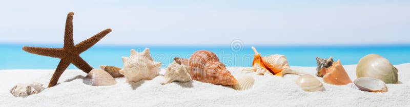 Banner summer background with white sand.  Seashell and starfish on the beach