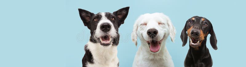 Banner tres perros felices sonriendo en fondo azul de colores con ojos cerrados y expresión de sonrisa