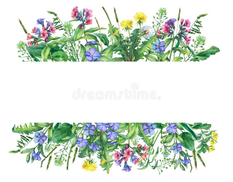 Banner with wild meadow flowers and grass, isolated on white background.