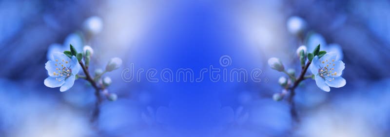 Bannere web de primăvară sau basculantă macroartistică macroartistică abstractă. stock photo