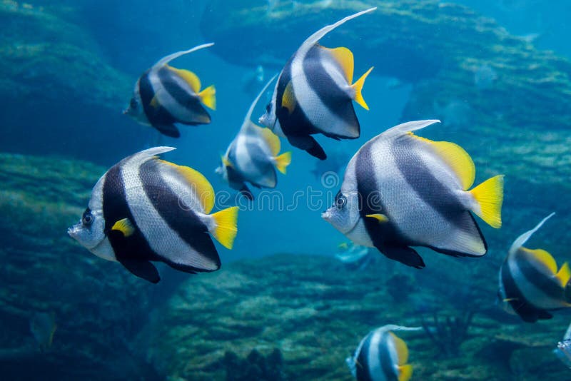 Bannerfish de Longfin del cochero que nadan bajo el agua con el filón en fondo foto de archivo Bannerfish de Longfin del cochero que nadan bajo el agua con el filón en fondo foto de archivo