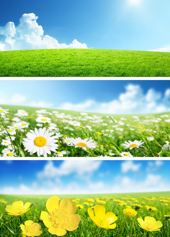 Banners of spring flowers and green grass