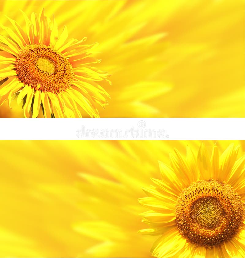 Banners with sunflowers stock photo. Image of blossom 39125854