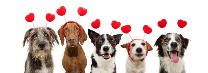 Banner five group dogs puppy love celebrating valentine`s day with a red heart shape diadem. Isolated on white background. Banner five group dogs puppy love celebrating valentine`s day with a red heart shape diadem. Isolated on white background.