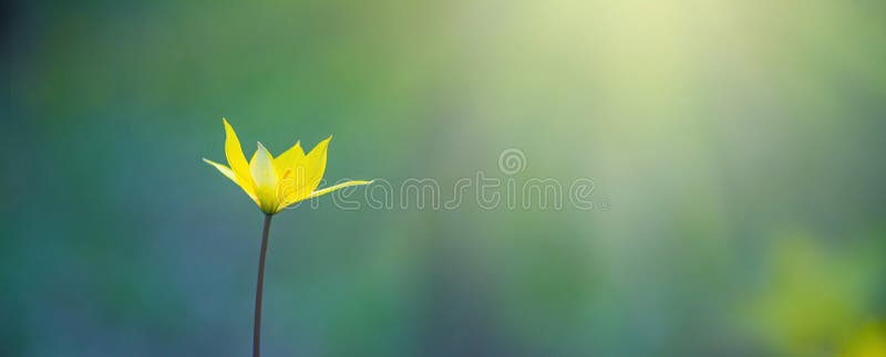 Bannière de mise au point sélective de tulipe sauvage ou de tulipe de bois jaune simple photo libre de droits