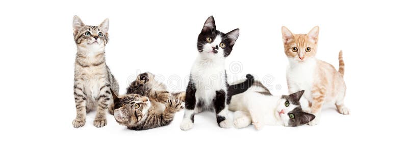 Bannière des chatons espiègles mignons photo libre de droits Bannière des chatons espiègles mignons photo libre de droits