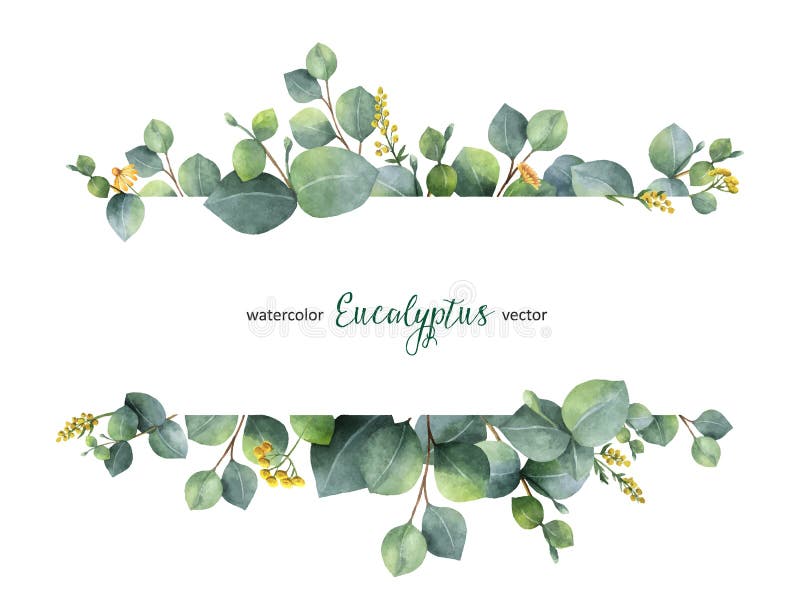 Bannière florale de vert de vecteur d'aquarelle avec des feuilles et des branches d'eucalyptus de dollar en argent d'isolement su