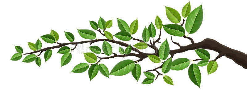 Bannière horizontale avec la branche d'arbre d'isolement avec les feuilles vertes