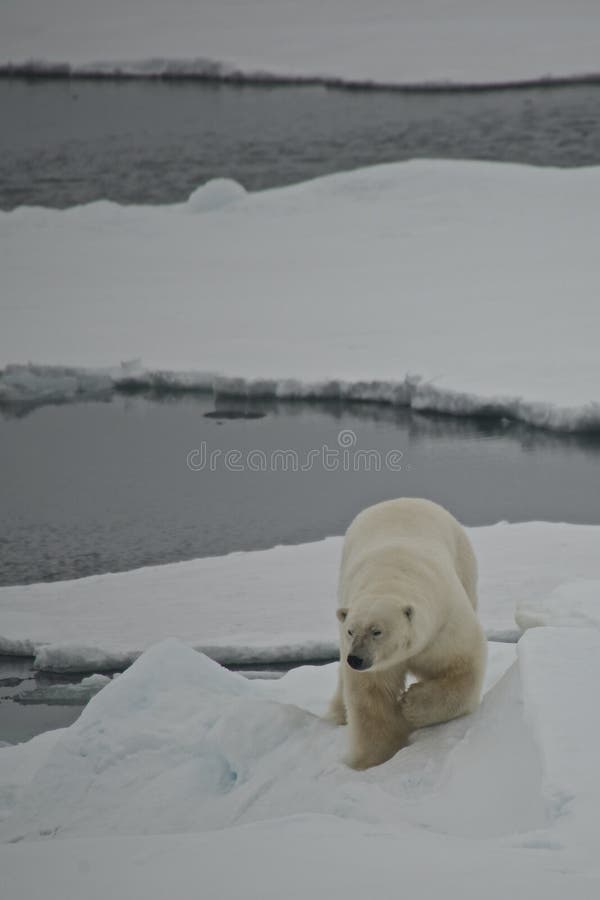 Banquise descendante d'ours blanc dans l'Arctique images libres de droits Banquise descendante d'ours blanc dans l'Arctique images libres de droits