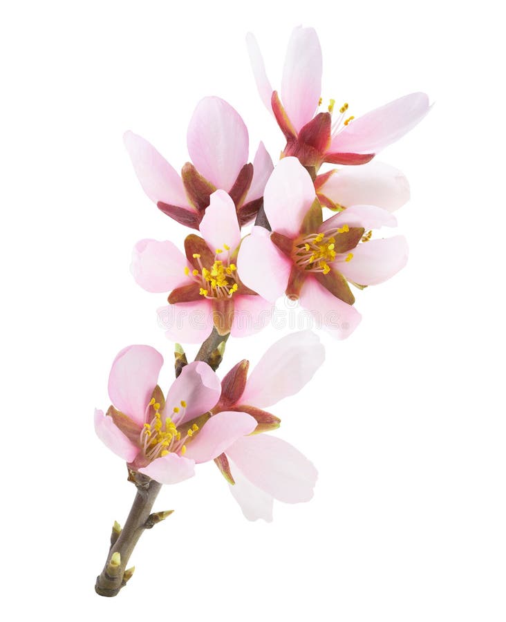 Banslet med rosa mandelträdblommor isolerade på vitt royaltyfri bild