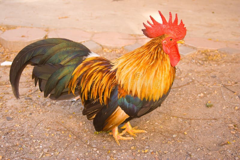 Thai bantam chicken stock photo. Image of buddhistm, aggressive 40868142