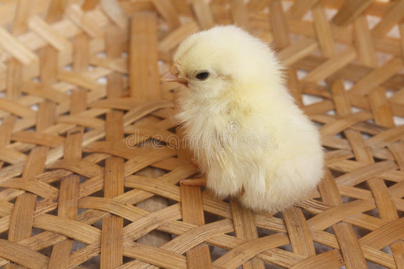 Bantam chick stock image. Image of yellow, fluffy, young 27396841