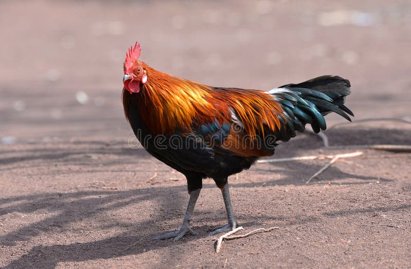 Bantam chicken stock image. Image of area, hunter, beautiful 67199527
