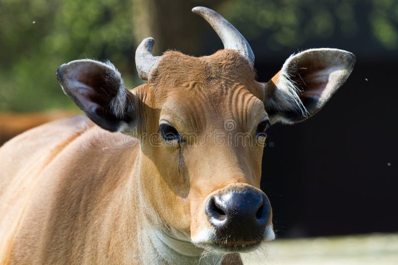 Banteng, Bos javanicus or Red Bull is a type of wild cattle