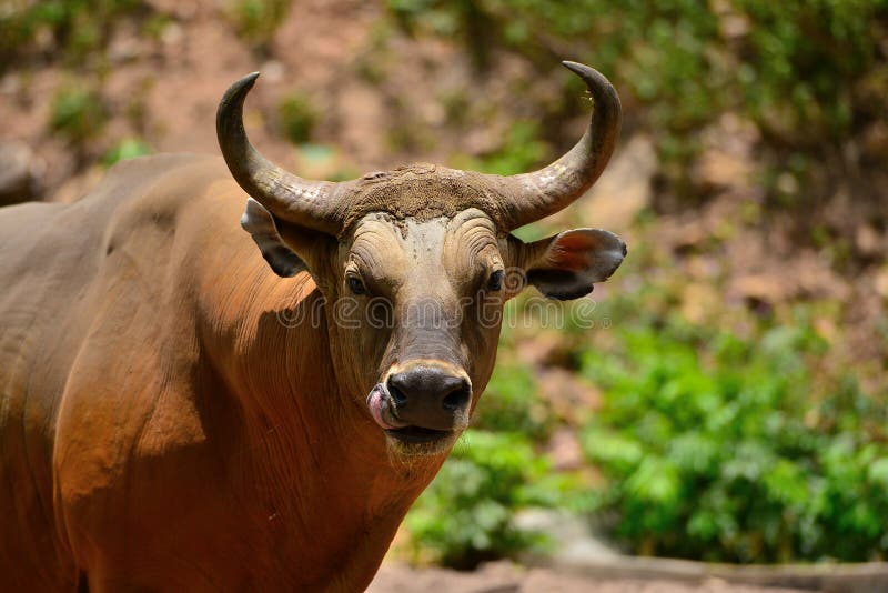 Banteng