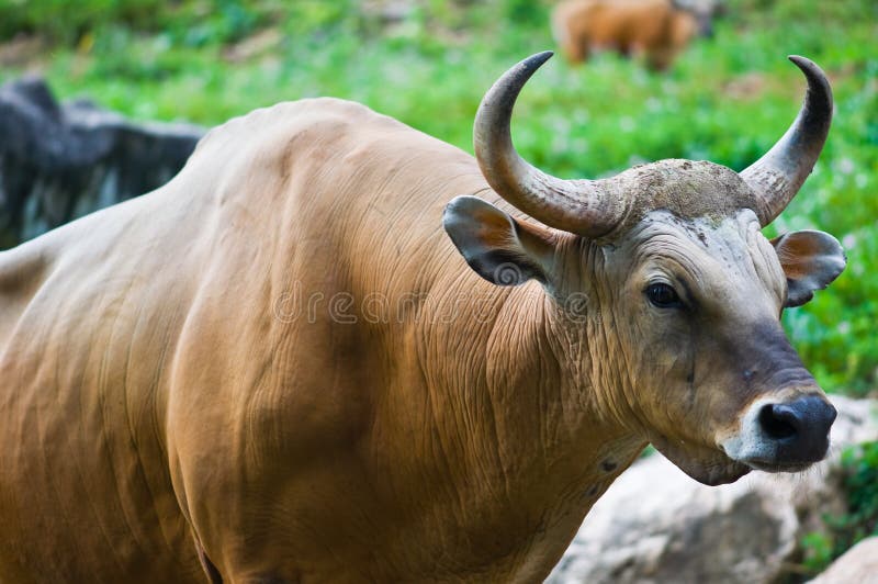 Banteng or Red Bull